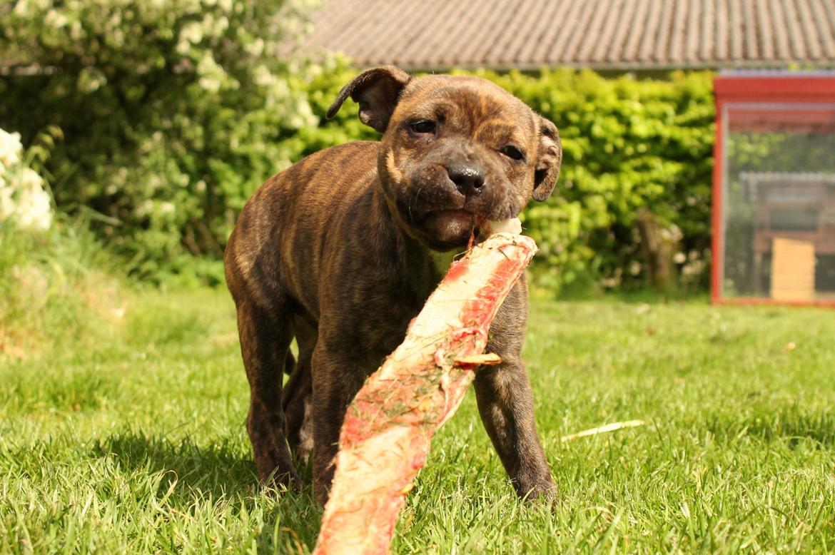 Staffordshire bull terrier Kissing Angels The Living Daylight - aka Kayzer - 20/05-2017 billede 17