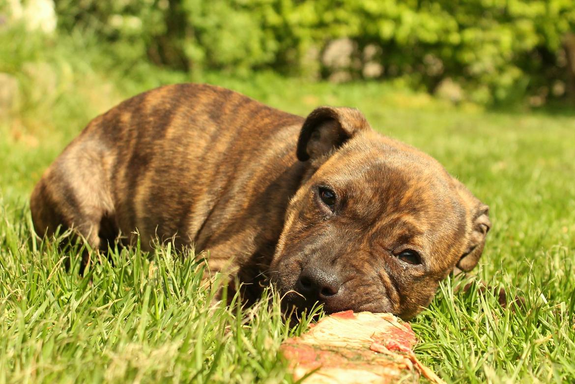 Staffordshire bull terrier Kissing Angels The Living Daylight - aka Kayzer - 20/05-2017 billede 18