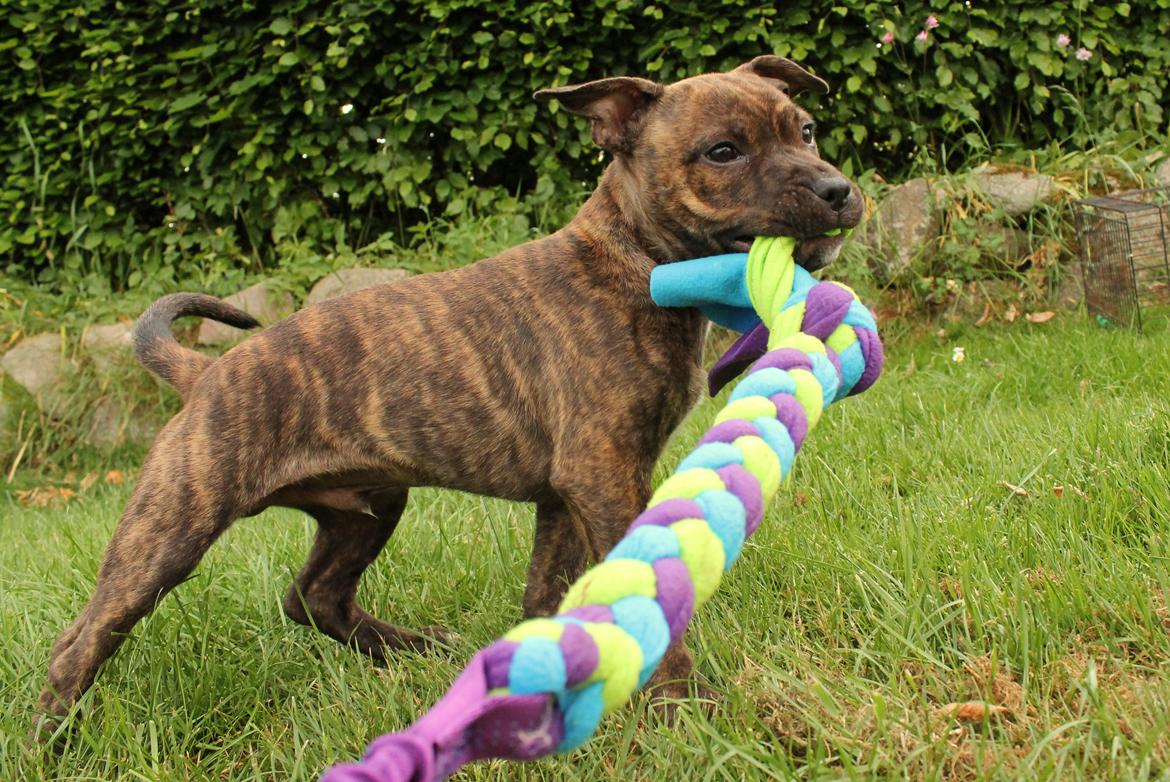 Staffordshire bull terrier Kissing Angels The Living Daylight - aka Kayzer - 3/6-2017 billede 20