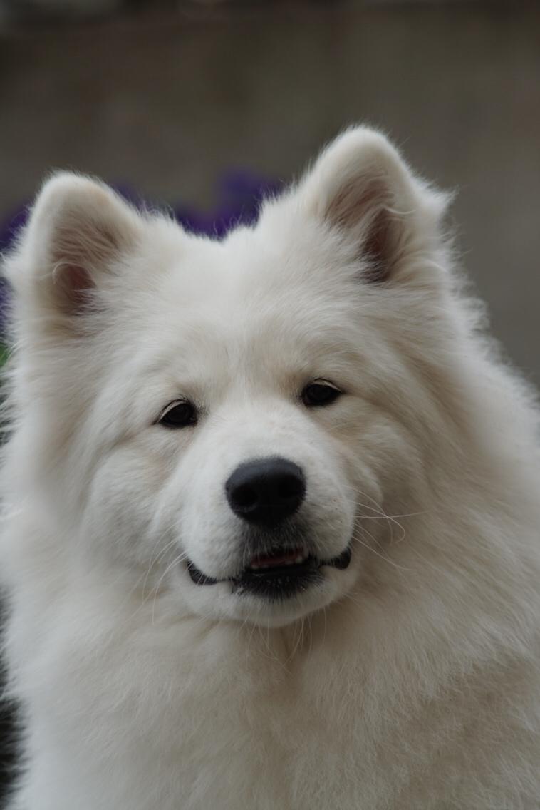 Samojedhund White Samara's Express Estella billede 9