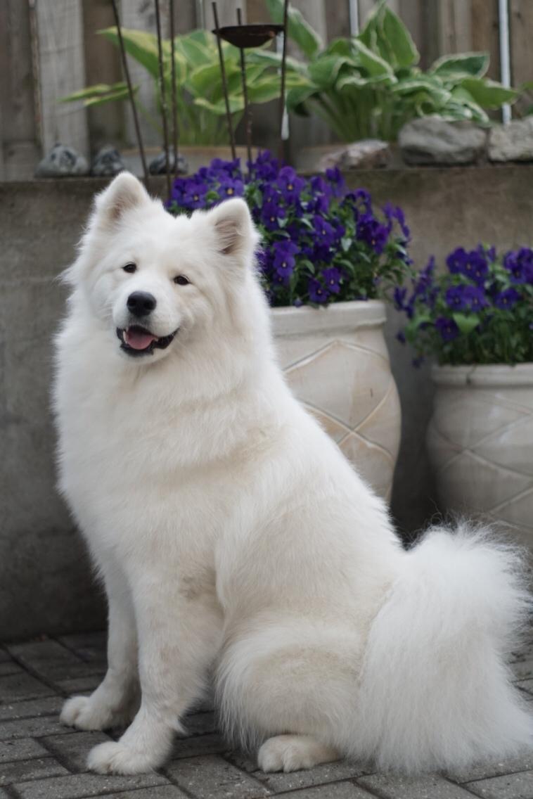 Samojedhund White Samara's Express Estella billede 10