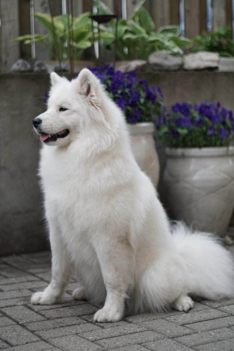 Samojedhund White Samara's Express Estella billede 12