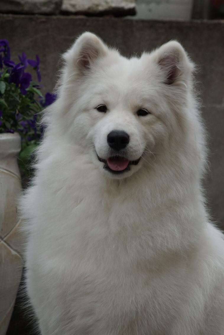 Samojedhund White Samara's Express Estella billede 13
