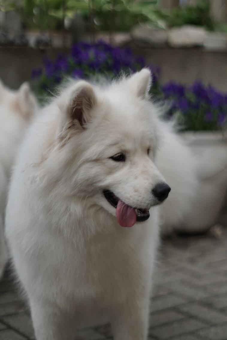 Samojedhund White Samara's Express Estella billede 14
