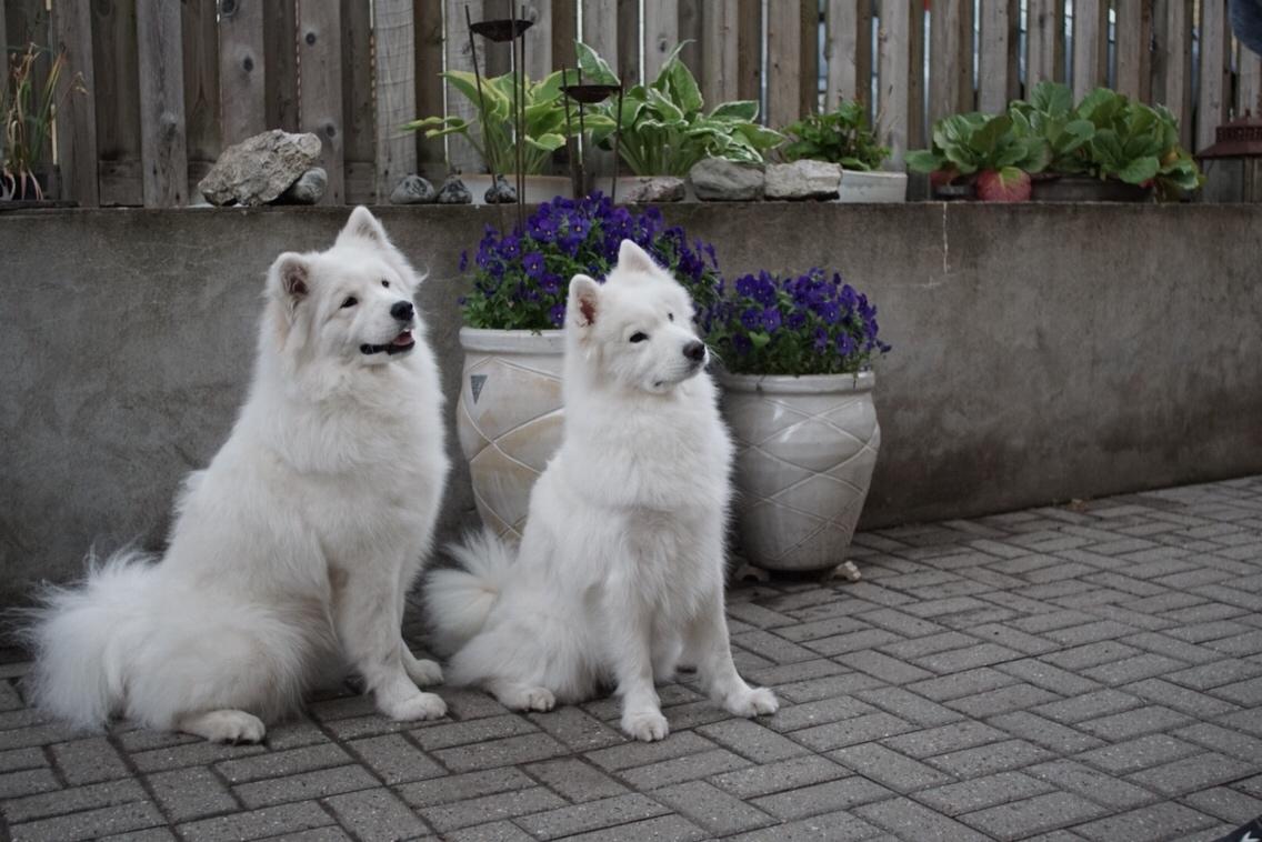 Samojedhund White Samara's Express Estella billede 16