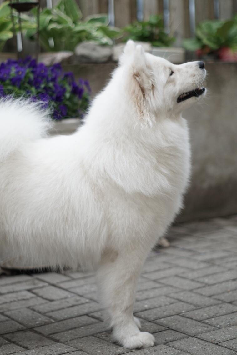 Samojedhund White Samara's Express Estella billede 15