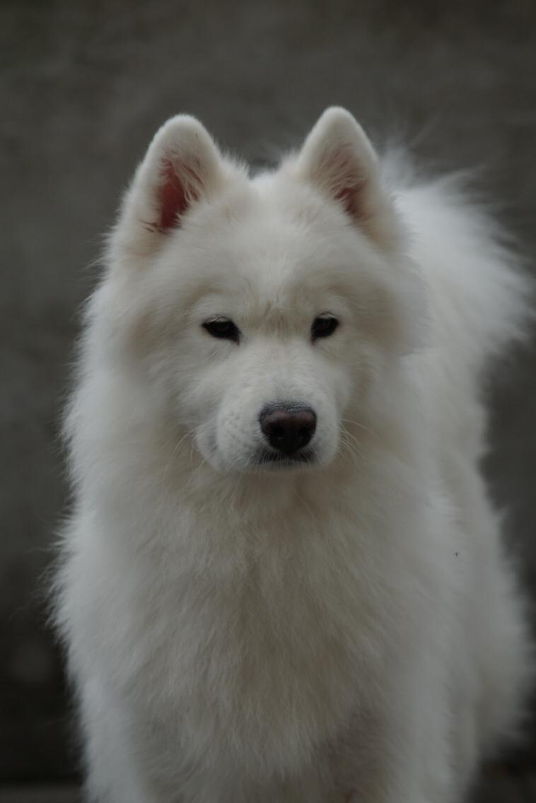 Samojedhund White Samara's Cool Chessie billede 46