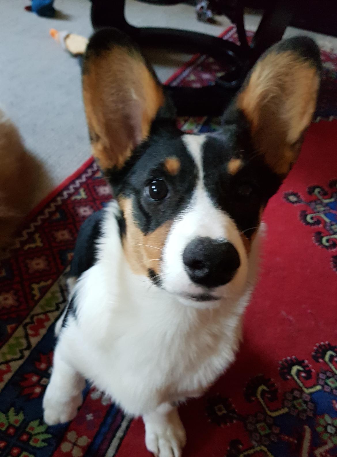 Welsh corgi cardigan Rubi (Rasseman's Rubi Rose) billede 16