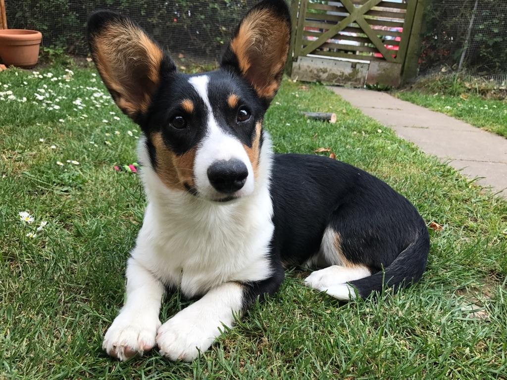 Welsh corgi cardigan Rubi (Rasseman's Rubi Rose) billede 17