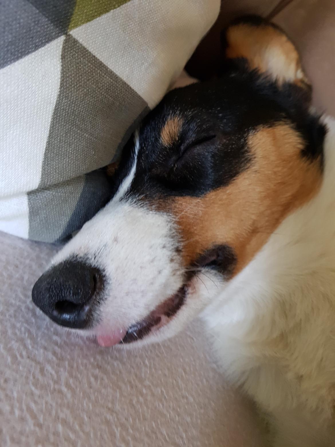 Welsh corgi cardigan Rubi (Rasseman's Rubi Rose) billede 18