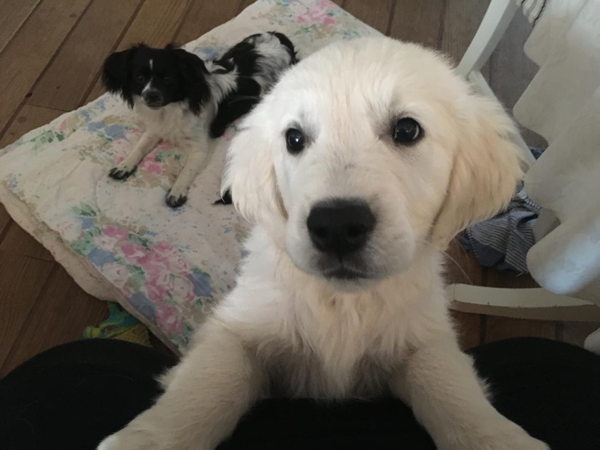 Golden retriever Fabray Globalizer (Delta) billede 21