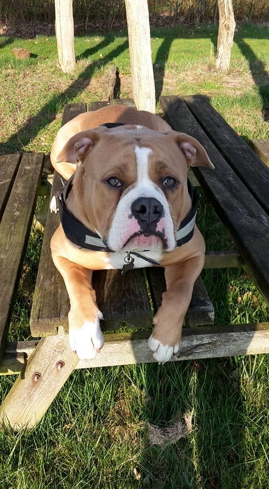 Olde english bulldogge TrueLove Bulldogs No Ordinary Love aka Artur billede 9