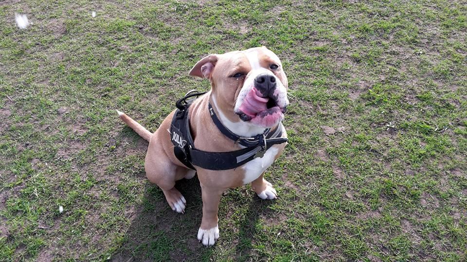 Olde english bulldogge TrueLove Bulldogs No Ordinary Love aka Artur billede 1