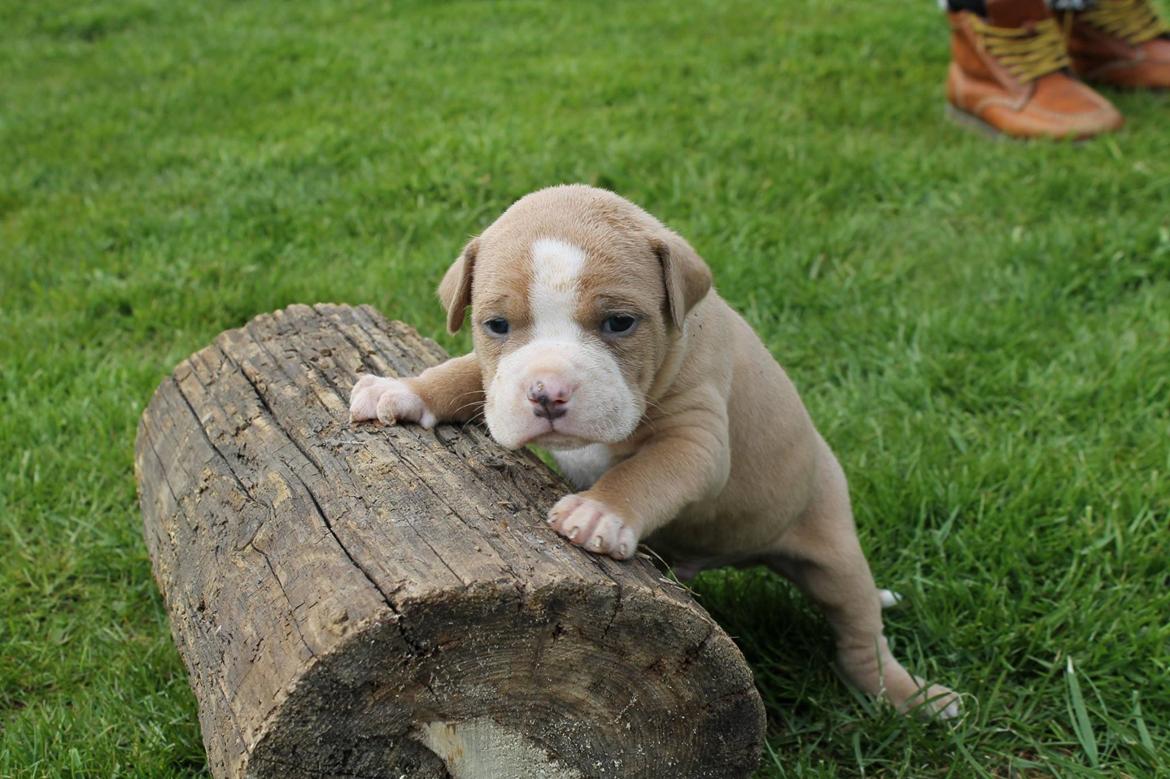 Olde english bulldogge TrueLove Bulldogs No Ordinary Love aka Artur billede 11