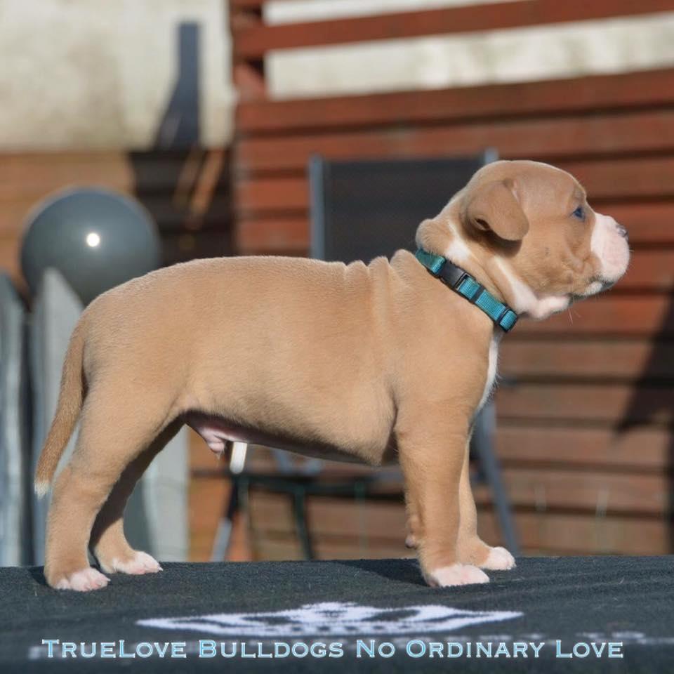 Olde english bulldogge TrueLove Bulldogs No Ordinary Love aka Artur billede 12