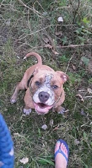 Olde english bulldogge TrueLove Bulldogs No Ordinary Love aka Artur billede 13