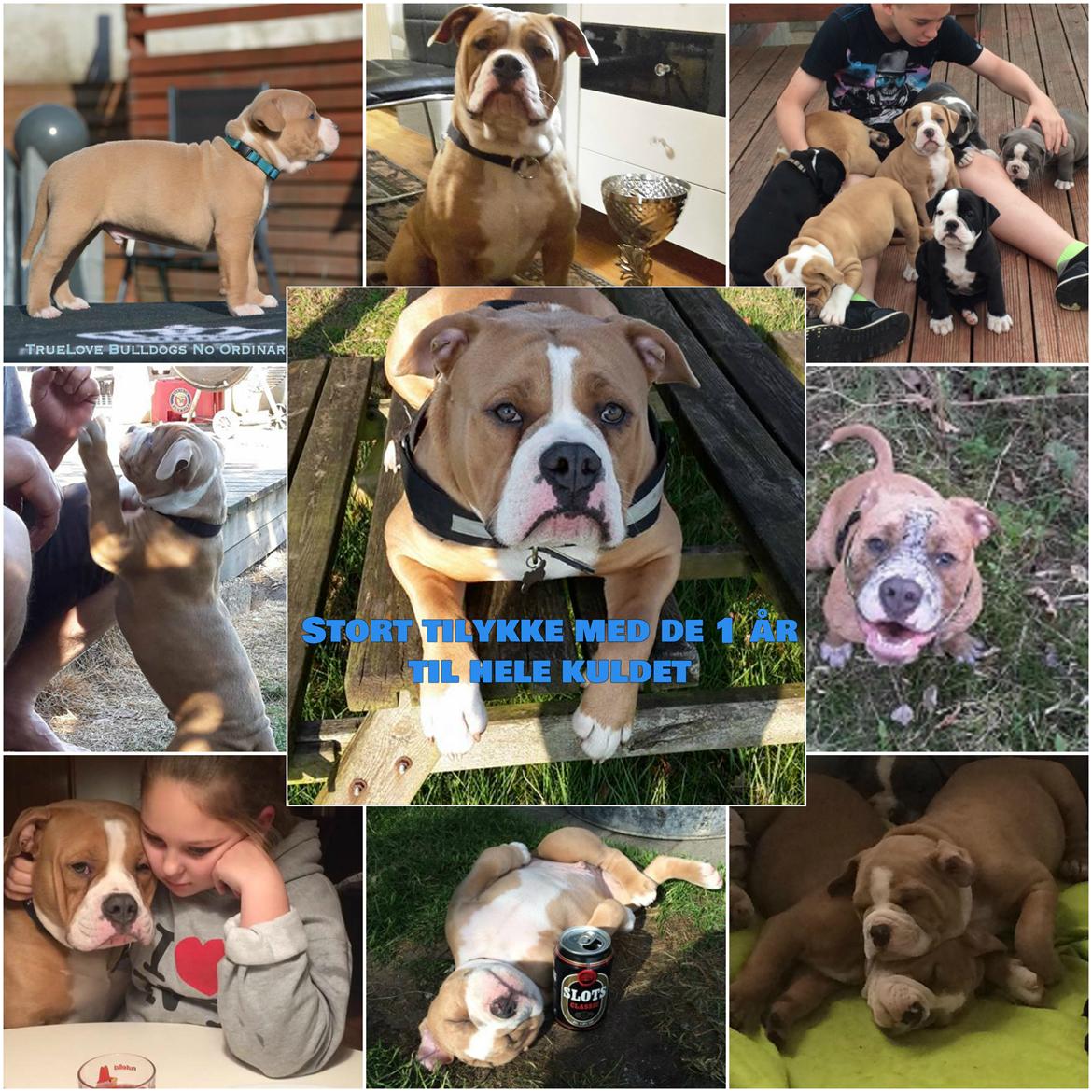 Olde english bulldogge TrueLove Bulldogs No Ordinary Love aka Artur billede 20