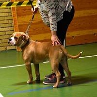 Olde english bulldogge TrueLove Bulldogs No Ordinary Love aka Artur billede 21