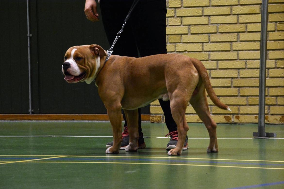 Olde english bulldogge TrueLove Bulldogs No Ordinary Love aka Artur billede 25