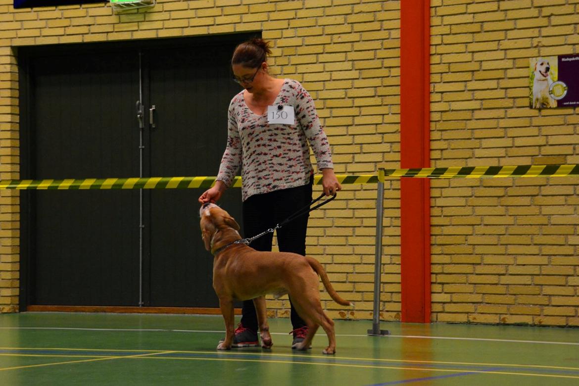 Olde english bulldogge TrueLove Bulldogs No Ordinary Love aka Artur billede 30