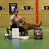 Olde english bulldogge TrueLove Bulldogs No Ordinary Love aka Artur billede 34