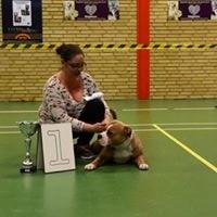 Olde english bulldogge TrueLove Bulldogs No Ordinary Love aka Artur billede 36