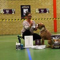 Olde english bulldogge TrueLove Bulldogs No Ordinary Love aka Artur billede 37