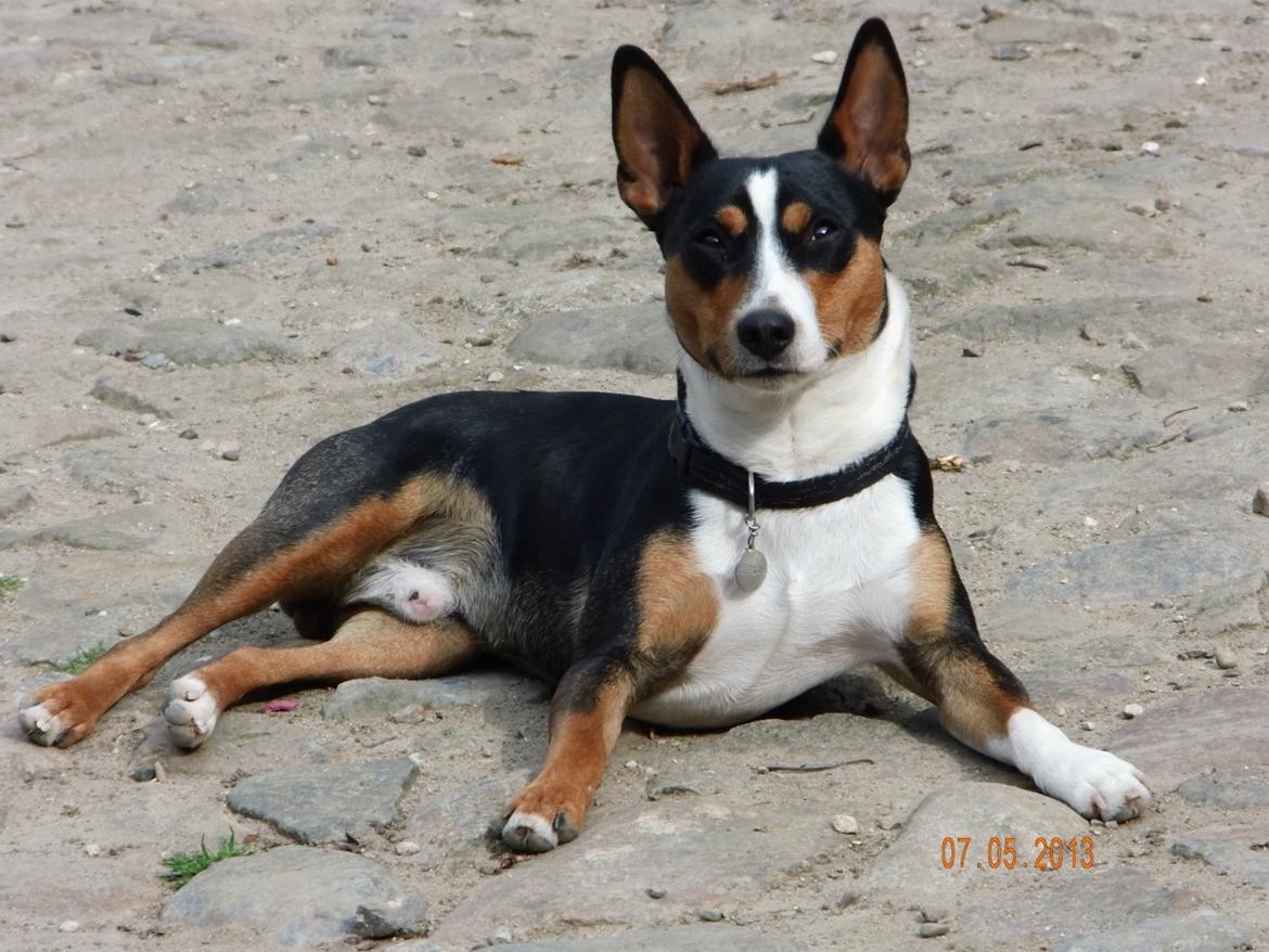 Rat Terrier Seegmillers Enzo - Enzo på gårdspladsen billede 3