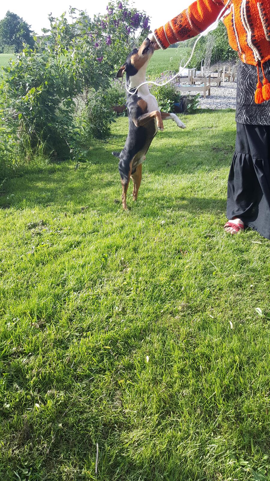 Rat Terrier Seegmillers Enzo billede 13