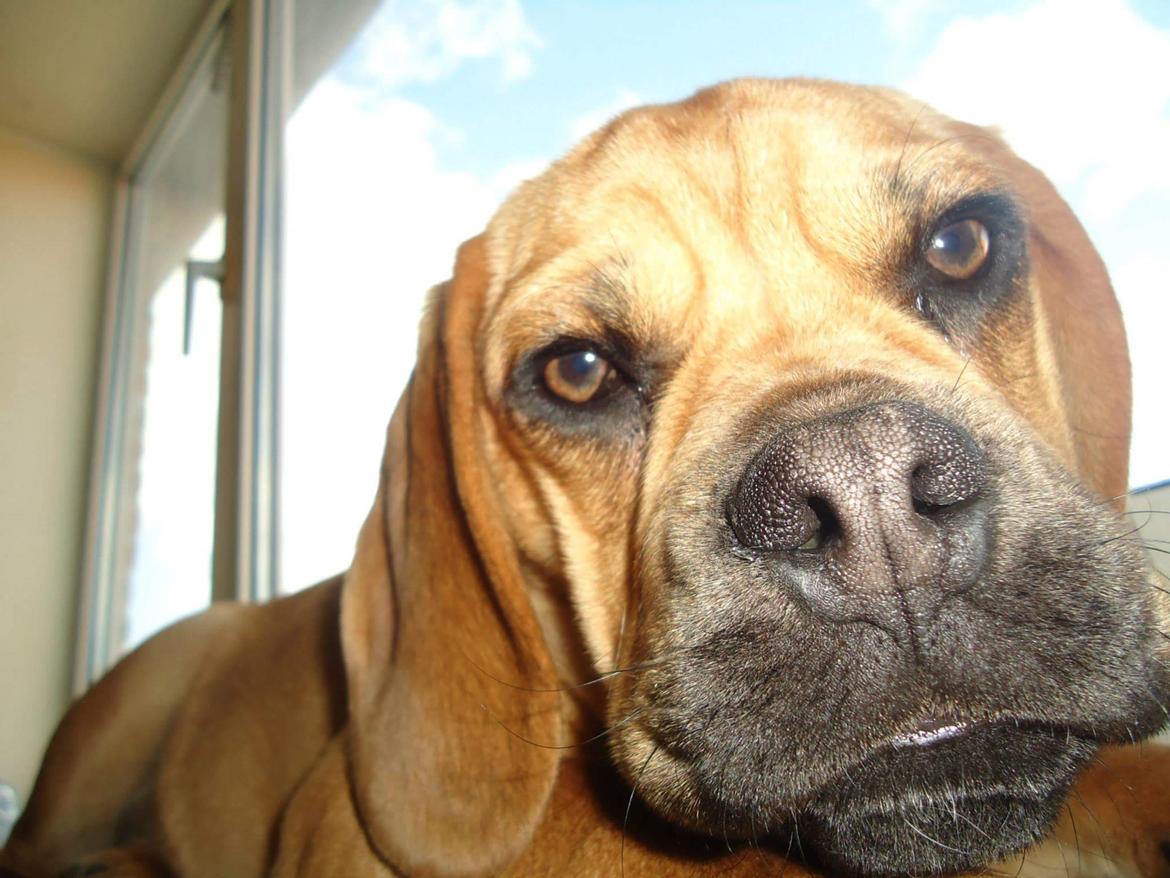 Blanding af racer Balther (Puggle) billede 10