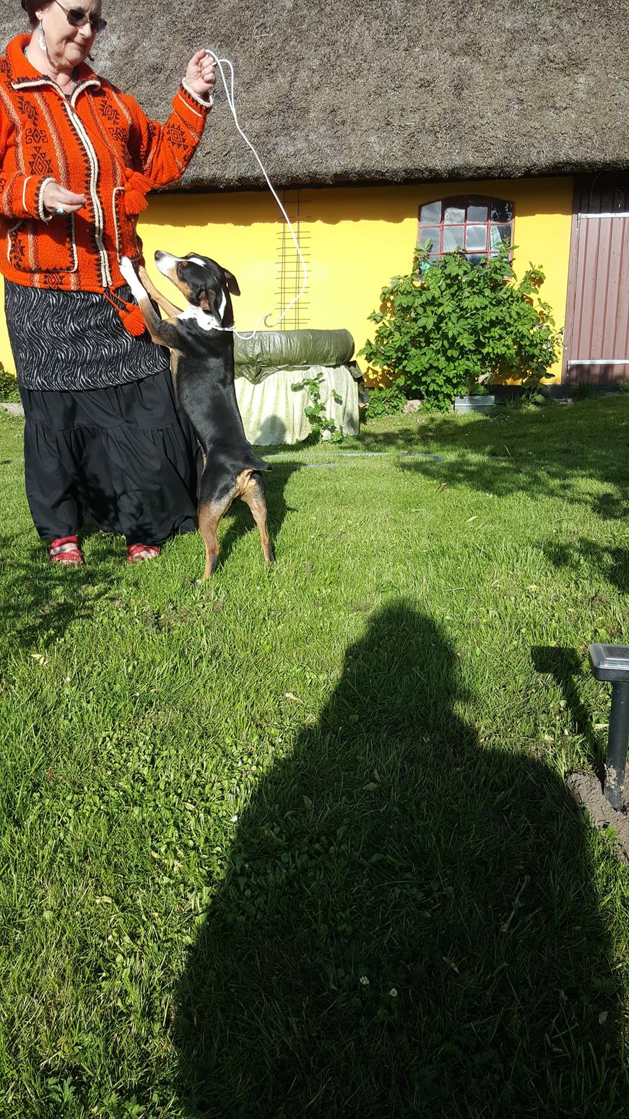 Rat Terrier Seegmillers Enzo billede 12