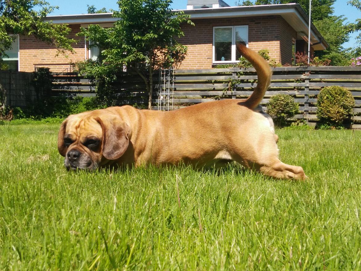 Blanding af racer Balther (Puggle) billede 11