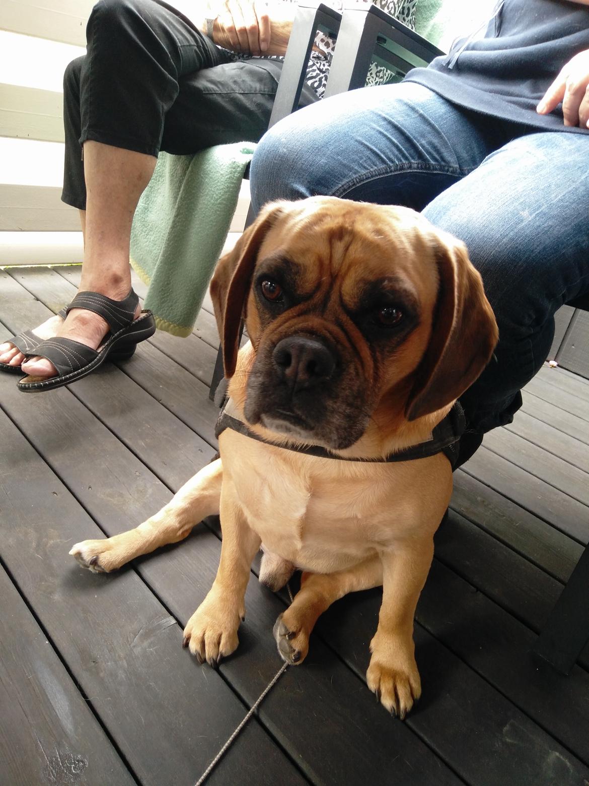 Blanding af racer Balther (Puggle) billede 12