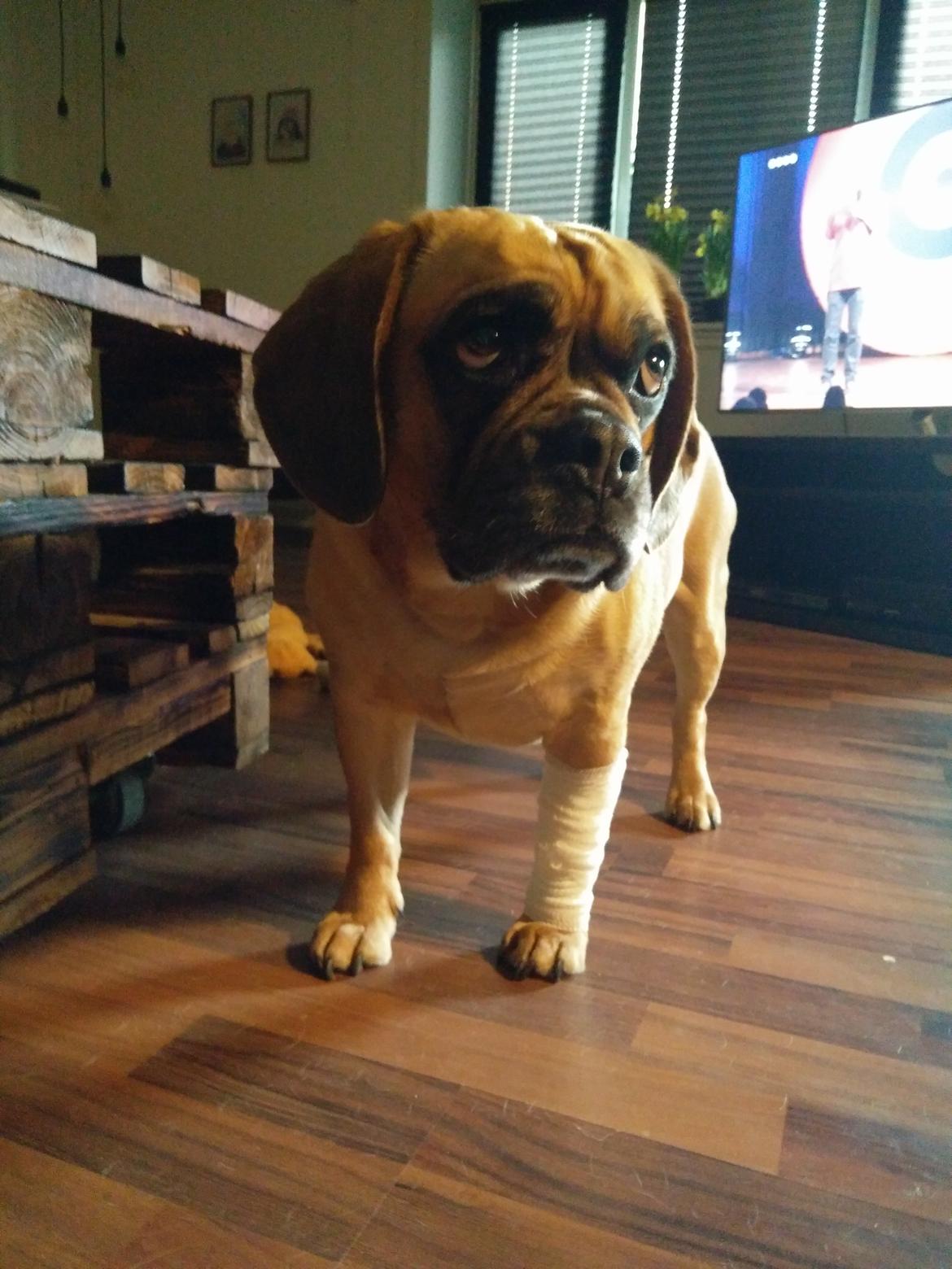 Blanding af racer Balther (Puggle) billede 13