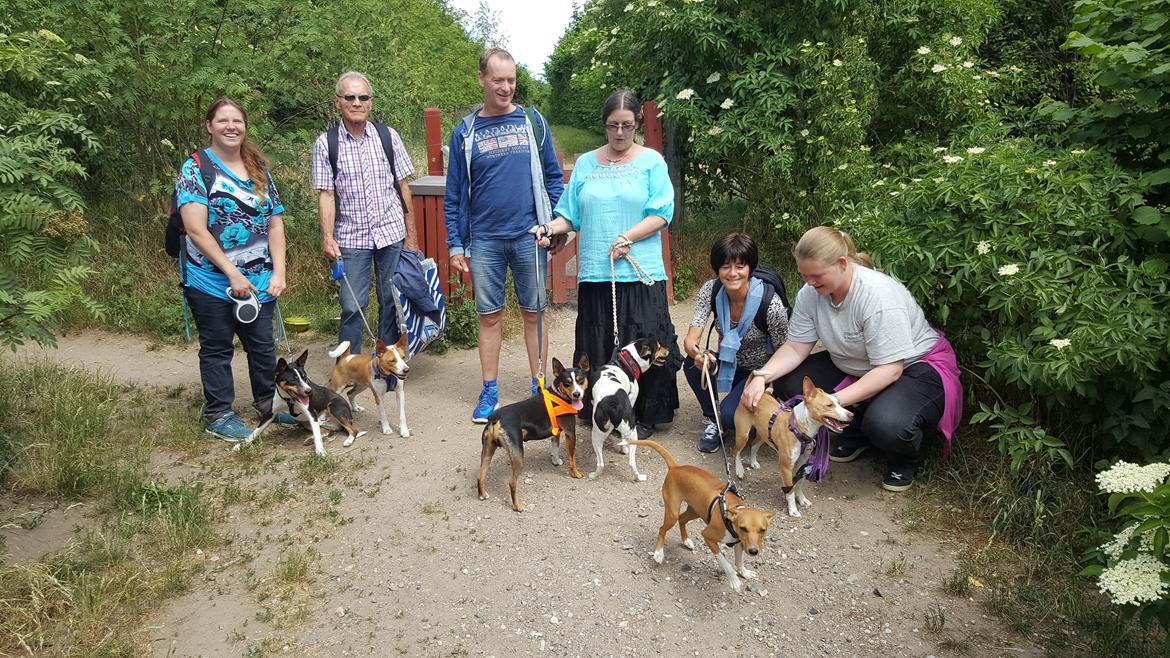 Rat Terrier Seegmillers Enzo billede 16