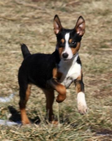 Rat Terrier Seegmillers Enzo billede 14
