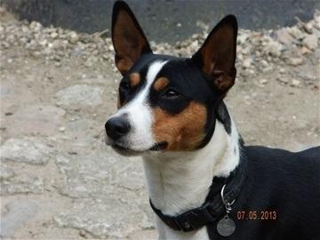 Rat Terrier Seegmillers Enzo billede 1
