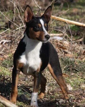 Rat Terrier Seegmillers Enzo billede 15