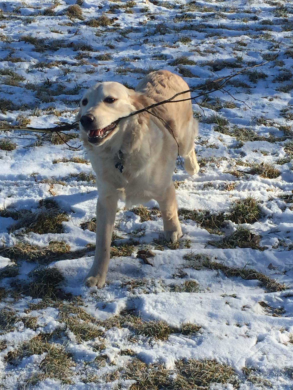 Golden retriever Cuba  billede 1