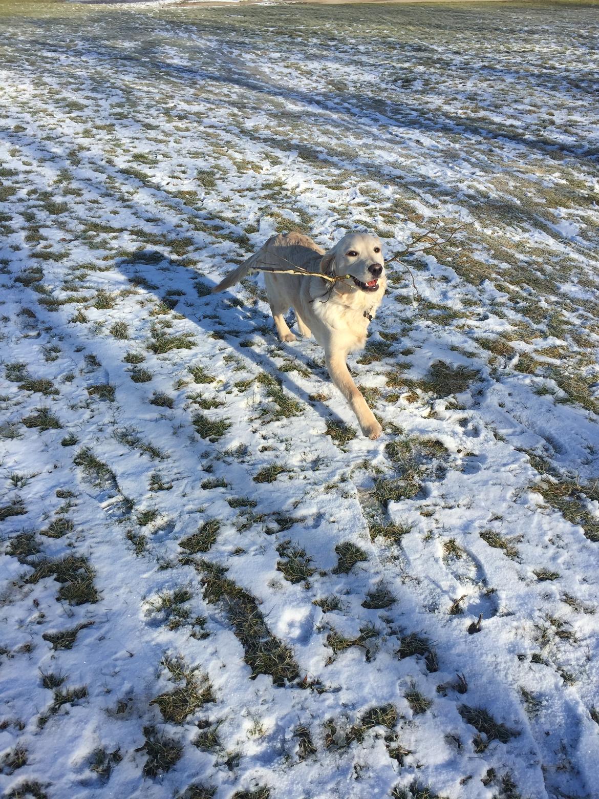Golden retriever Cuba  billede 2