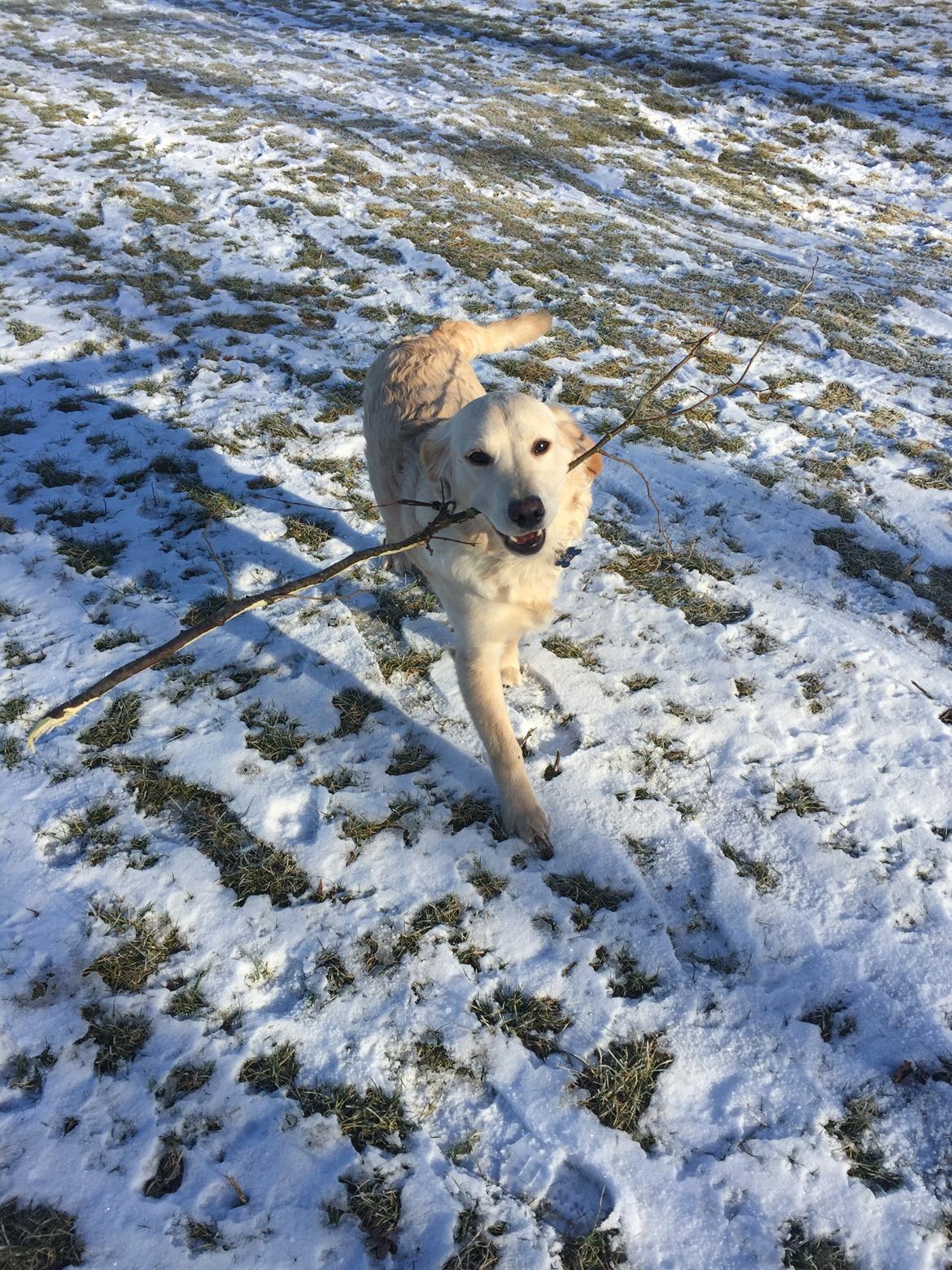 Golden retriever Cuba  billede 3