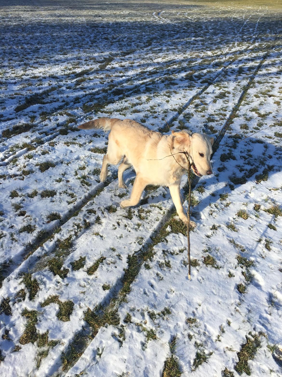 Golden retriever Cuba  billede 5