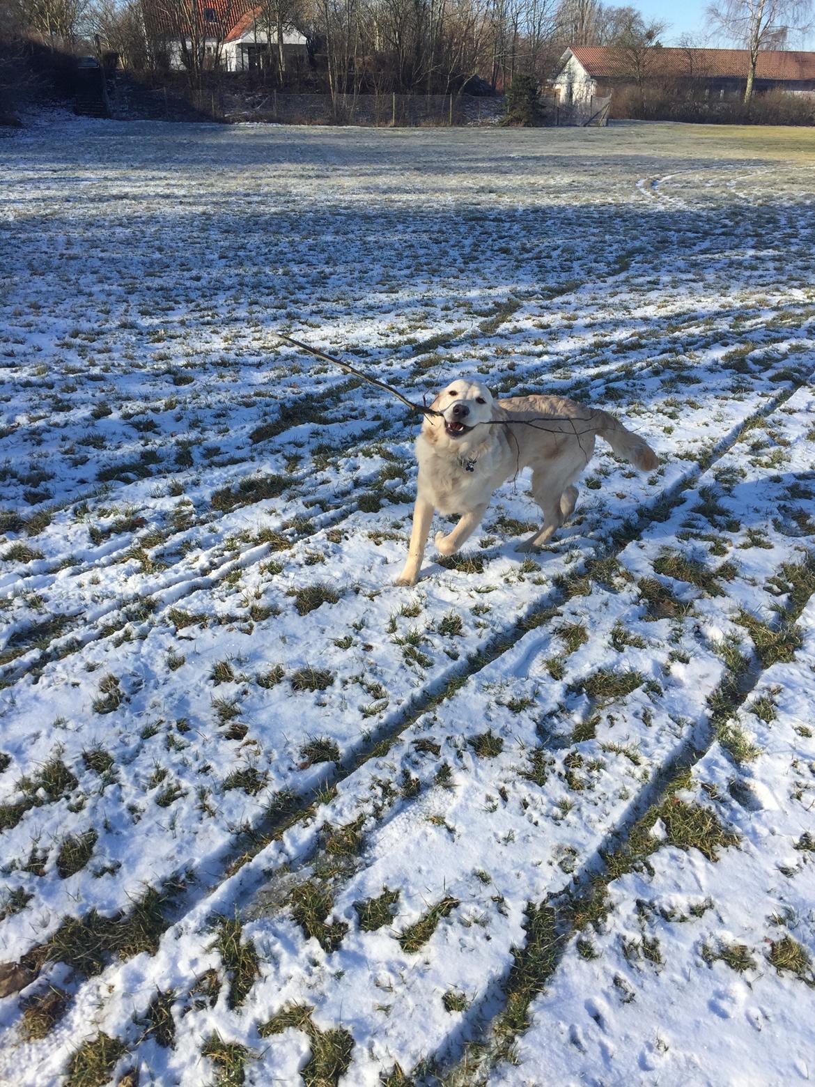 Golden retriever Cuba  billede 4