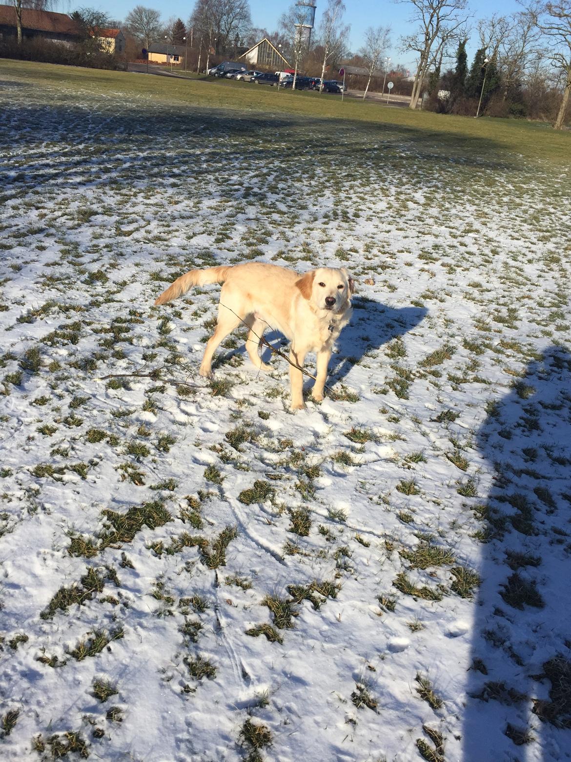 Golden retriever Cuba  billede 7