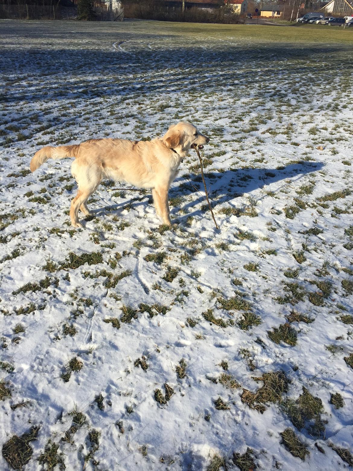 Golden retriever Cuba  billede 8