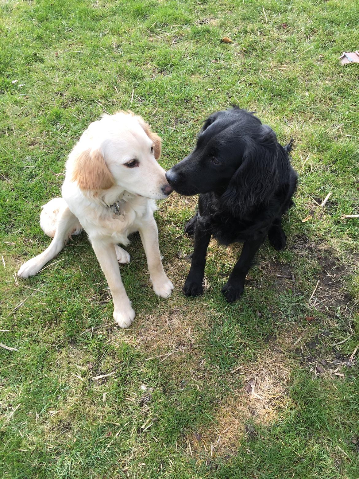 Golden retriever Cuba  billede 9