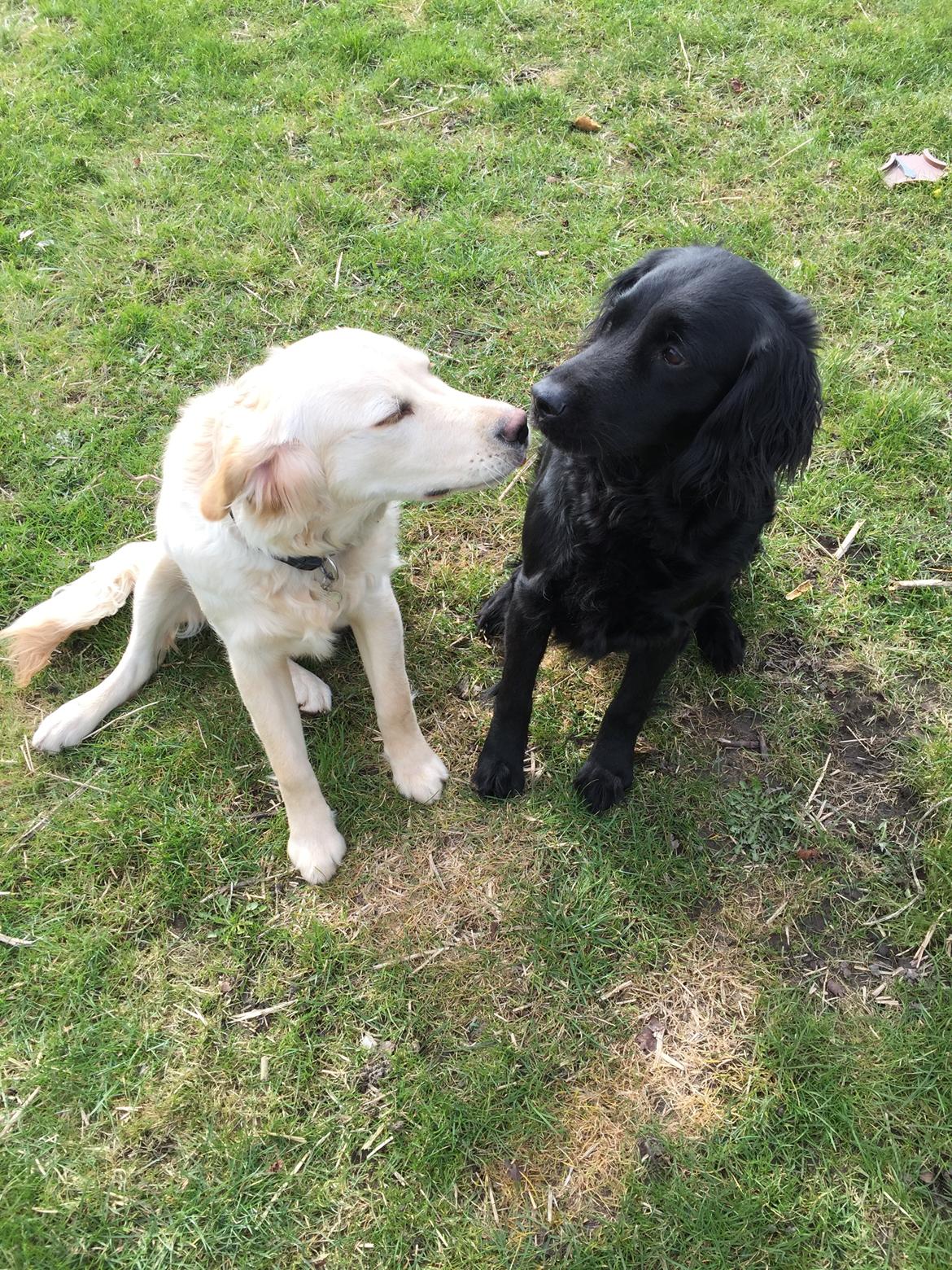 Golden retriever Cuba  billede 10