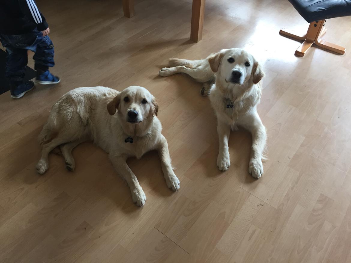 Golden retriever Cuba  billede 11