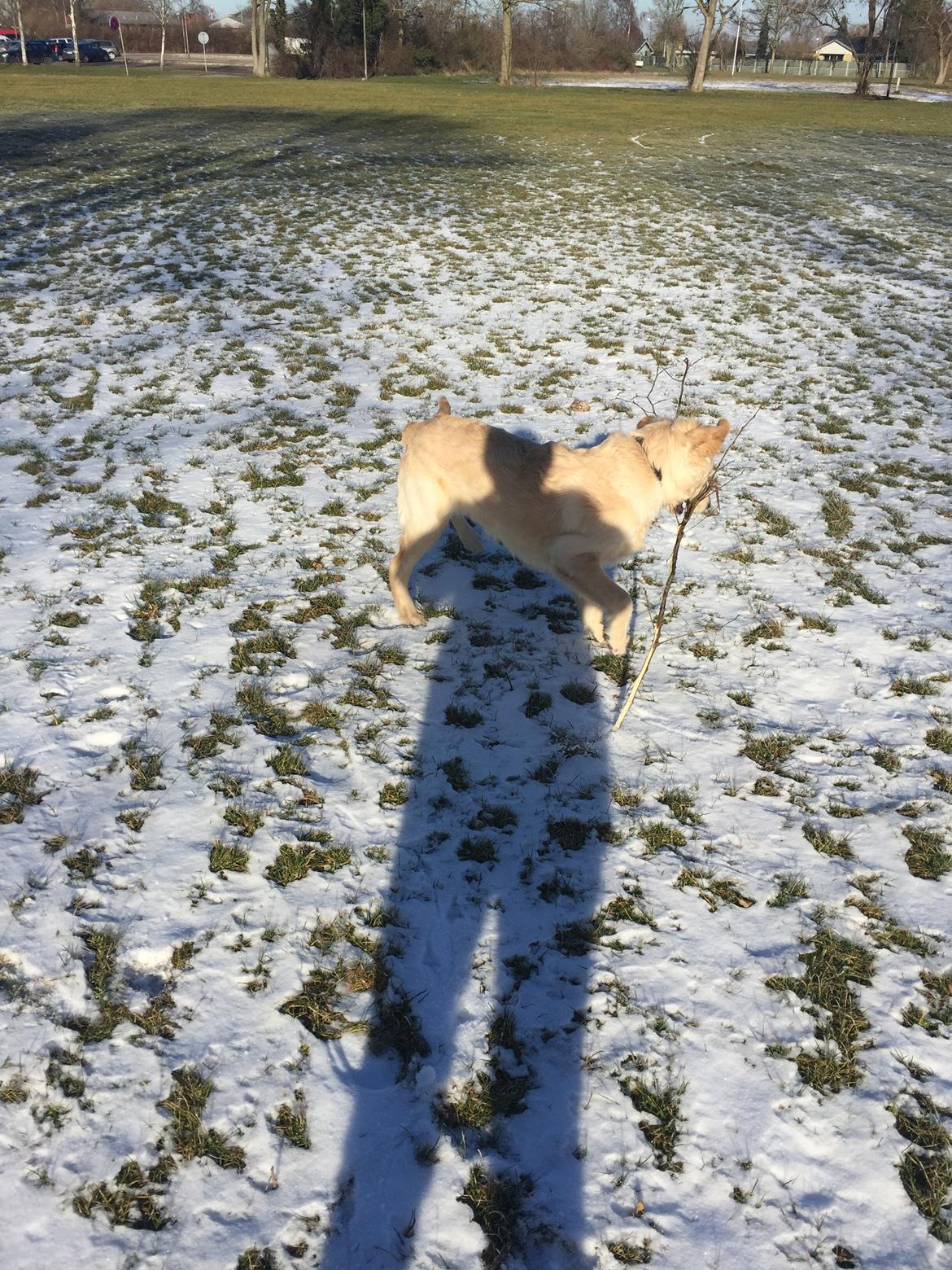 Golden retriever Cuba  billede 6