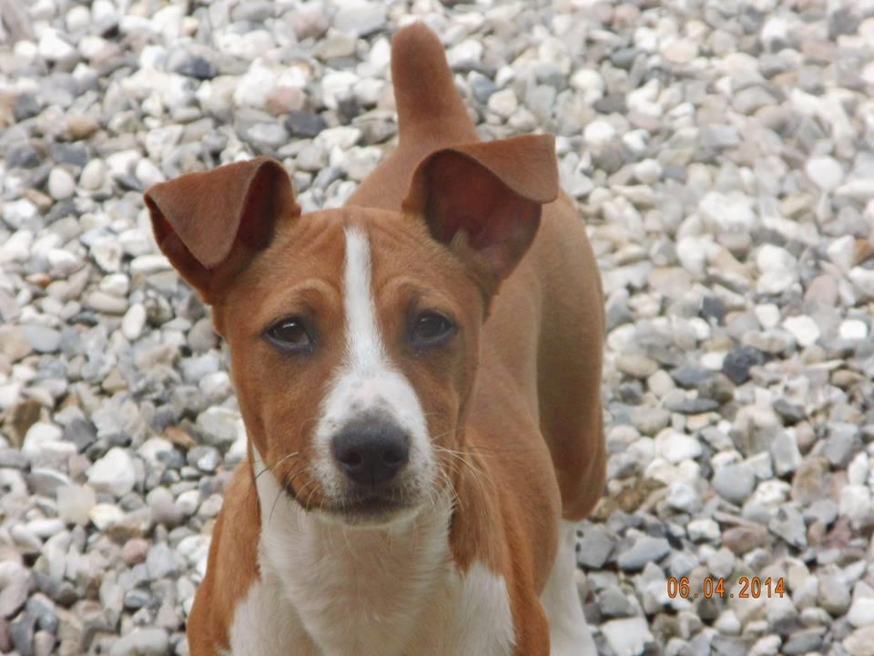 Rat Terrier Seegmillers Pejula billede 1